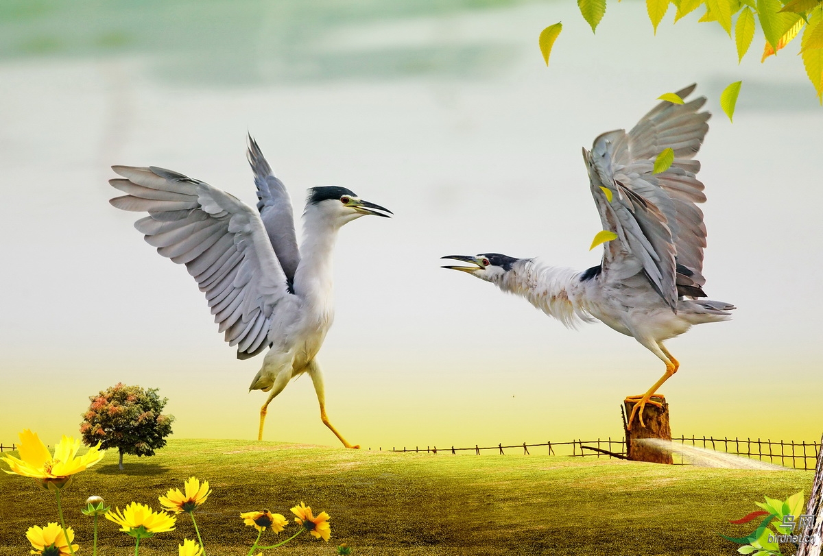 聊天 - 艺术创意版 鸟网