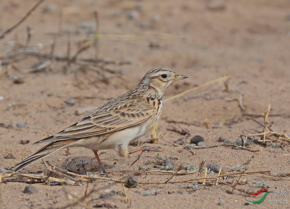 云雀和各类短趾百灵,怎样辨识 - 鸟类识别 bird  鸟网