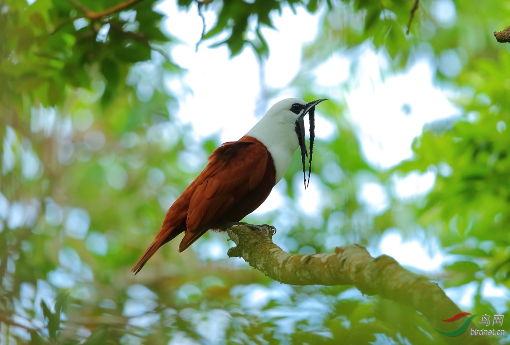 肉垂钟伞鸟three-wattled bellbird.jpg