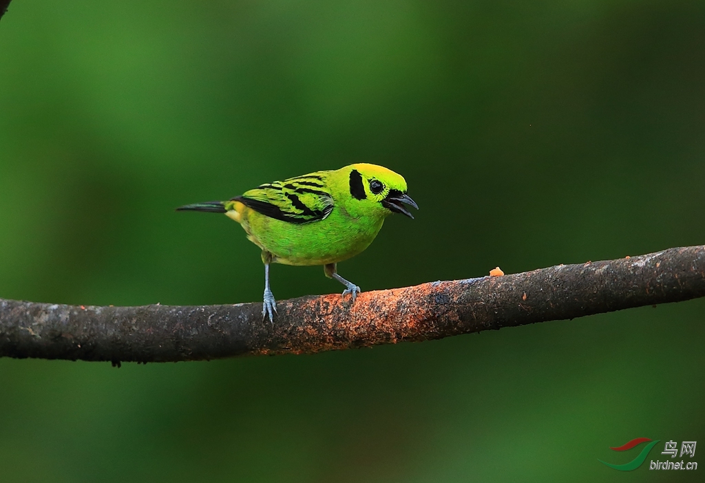 翠绿唐加拉雀emerald tanager.jpg