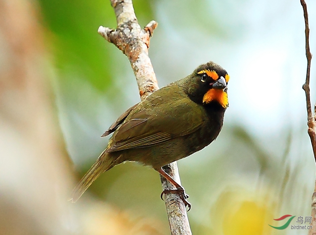 黄脸草雀yellow-faced grassquit.jpg