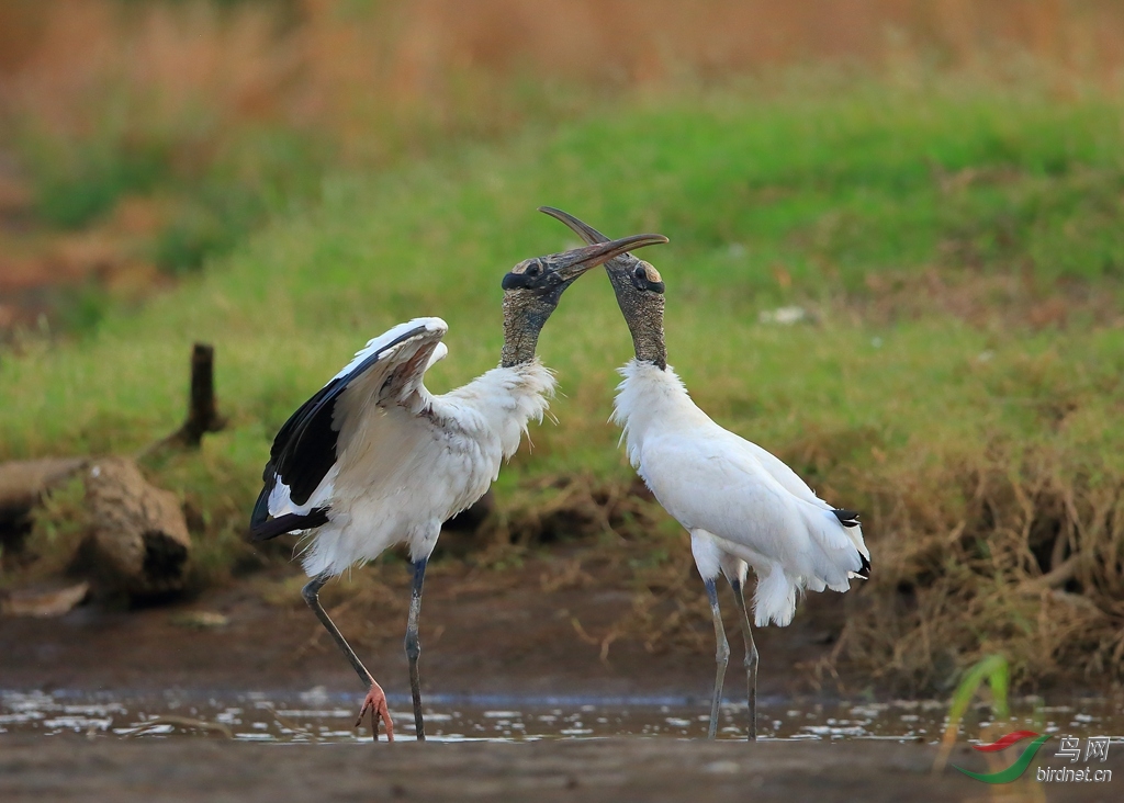 黑头鹮鹳wood stork_副本.jpg