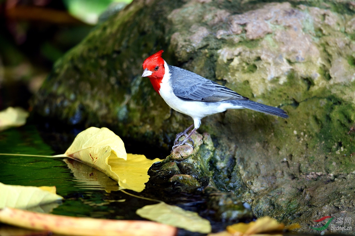 红冠蜡嘴鹀