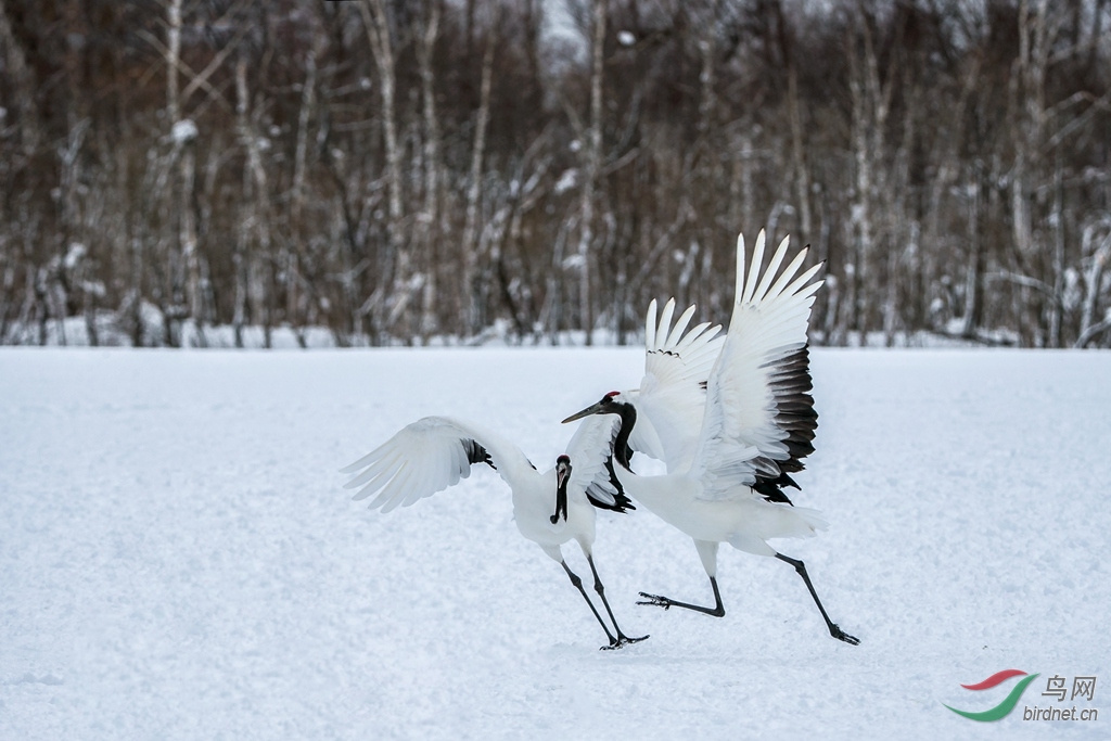 【擂台赛】丹顶鹤·雪之舞 - 鸟类文化版 鸟网