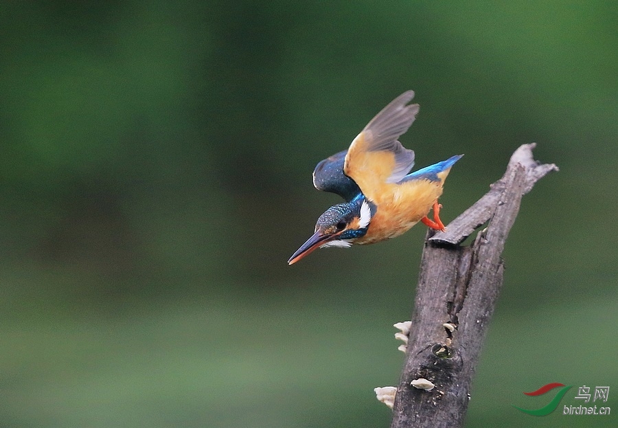 翠鸟捕鱼 - 湖北版 Hubei 鸟网