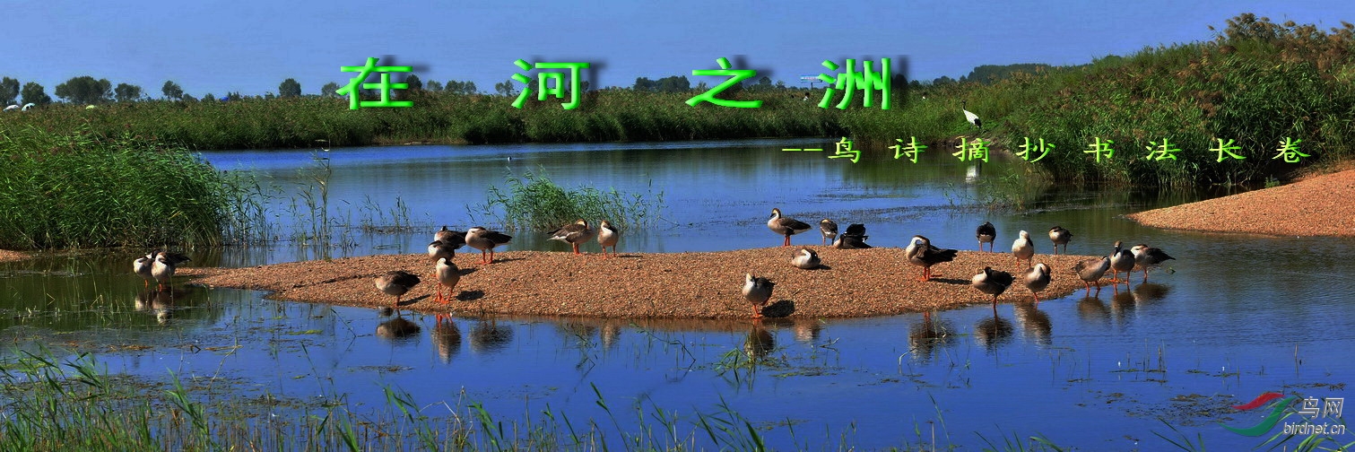 在河之洲鸟诗摘抄长卷之七