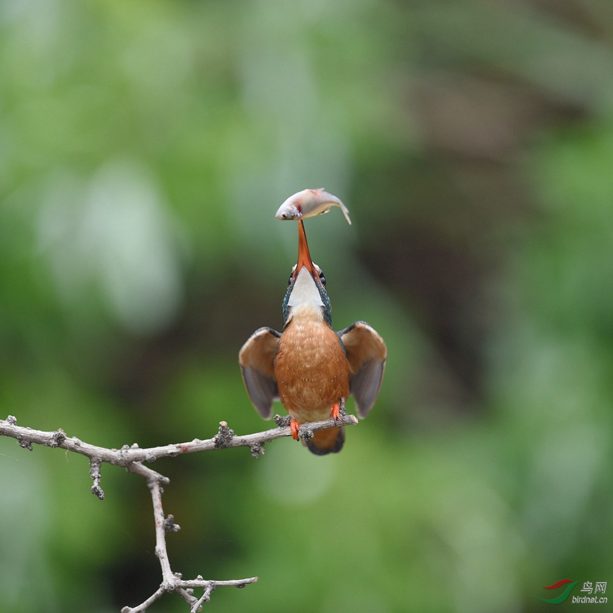 我顶 - 广西版 Guangxi 鸟网