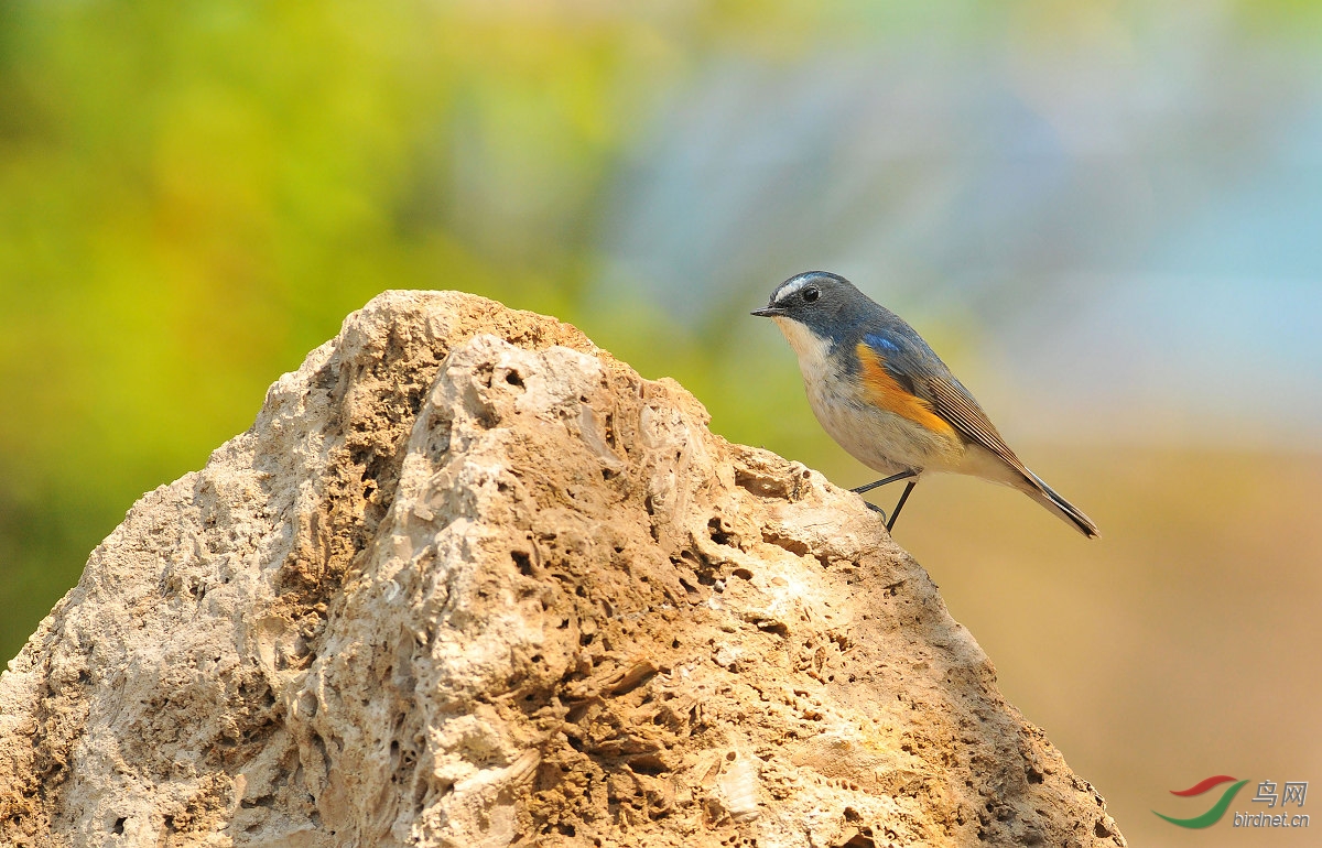 石头秀 - 河北版 Hebei 鸟网