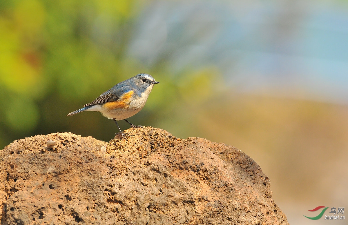 石头秀 - 河北版 Hebei 鸟网