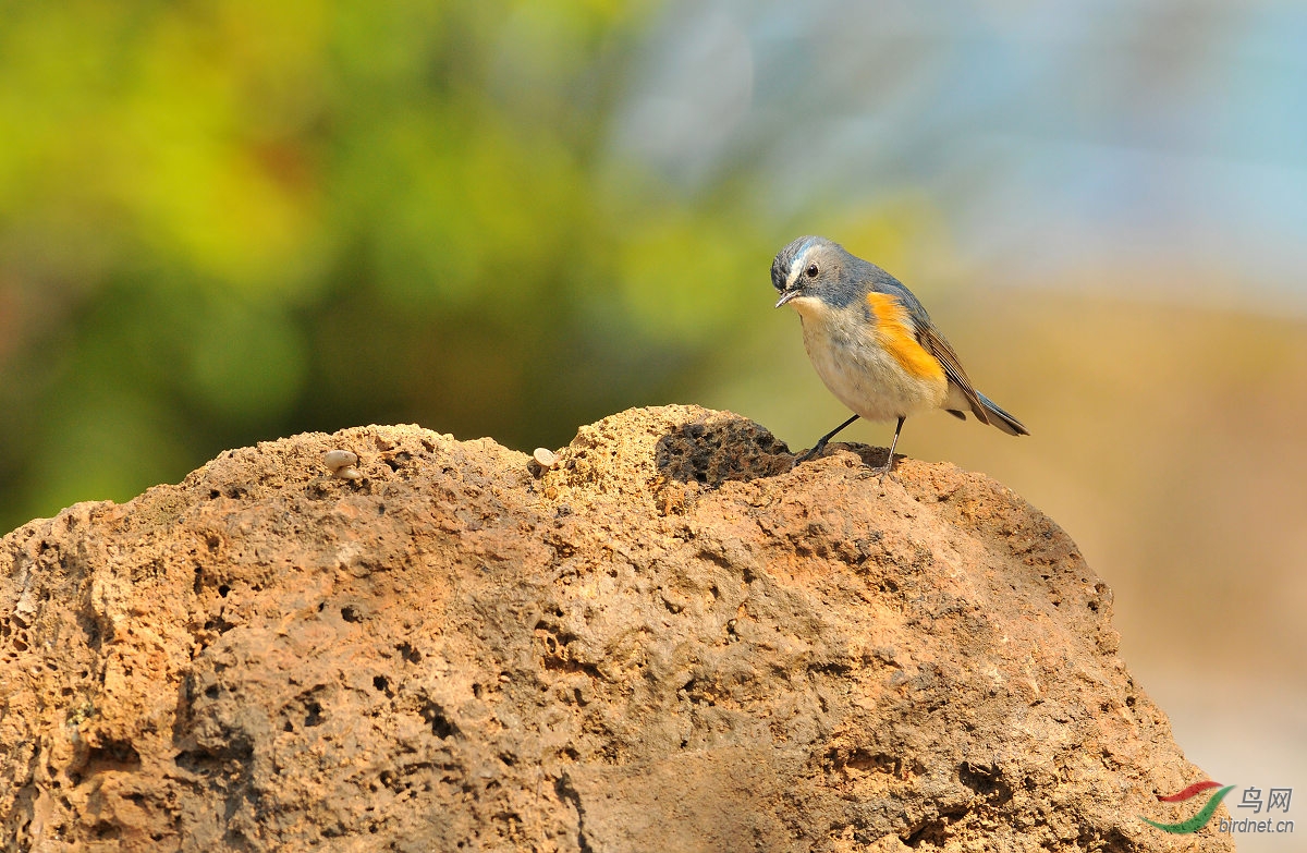 石头秀 - 河北版 Hebei 鸟网