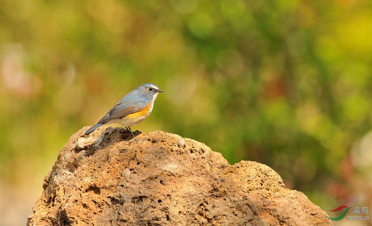 石头秀 - 河北版 Hebei 鸟网
