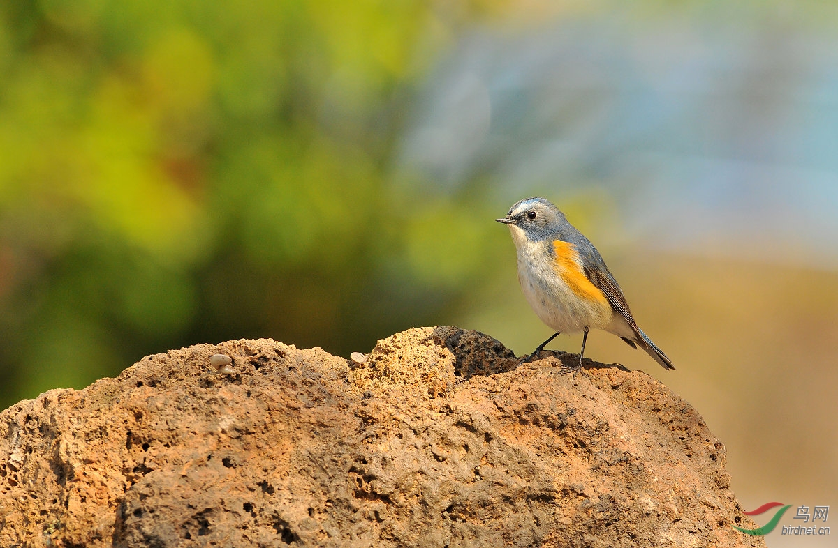 石头秀 - 河北版 Hebei 鸟网
