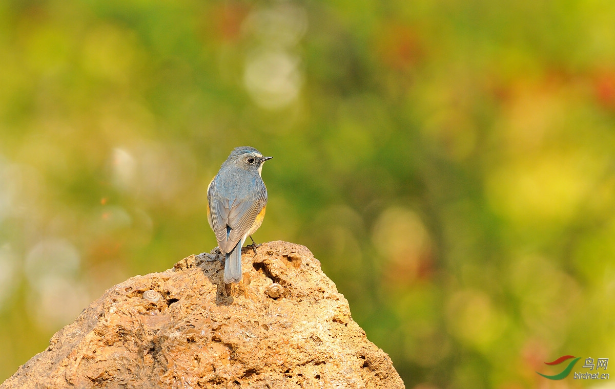 石头秀 - 河北版 Hebei 鸟网