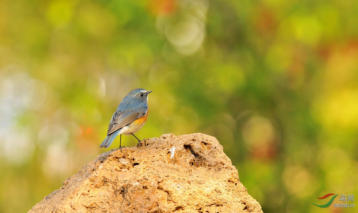 石头秀 - 河北版 Hebei 鸟网