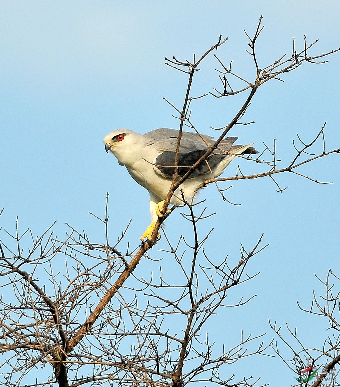 鸟人轶事大奖赛:会挽“长弓”摄大雕