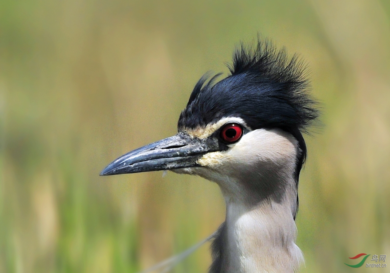 天兔行空 - 我的专辑 鸟网