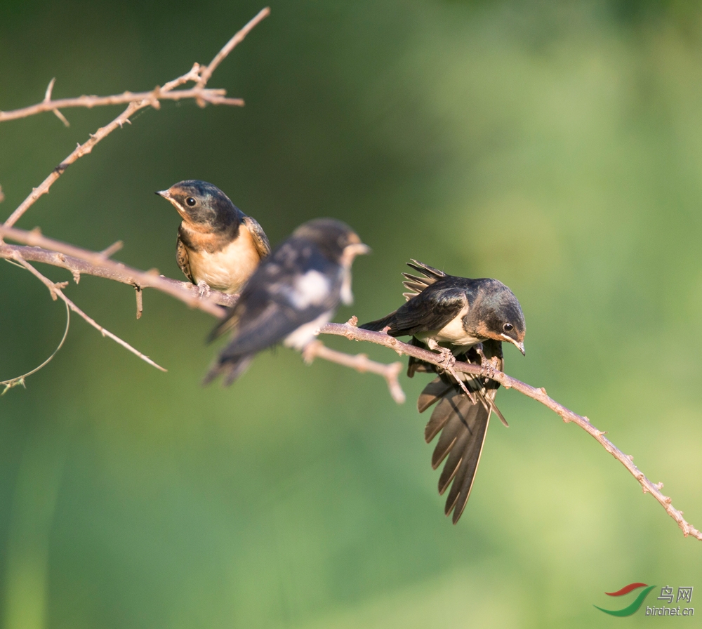 汾河美景引燕来 - 山西版 Shanxi 鸟网