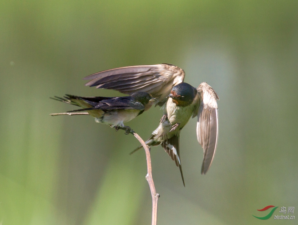 汾河美景引燕来 - 山西版 Shanxi 鸟网