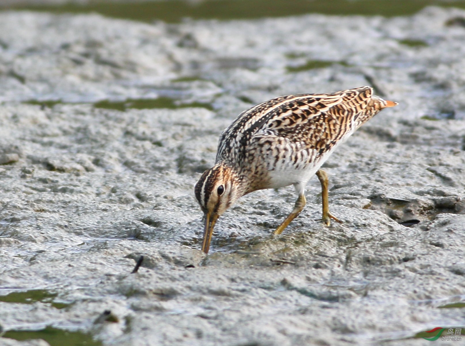 扇尾沙锥 - 广东版 Guangdong 鸟网