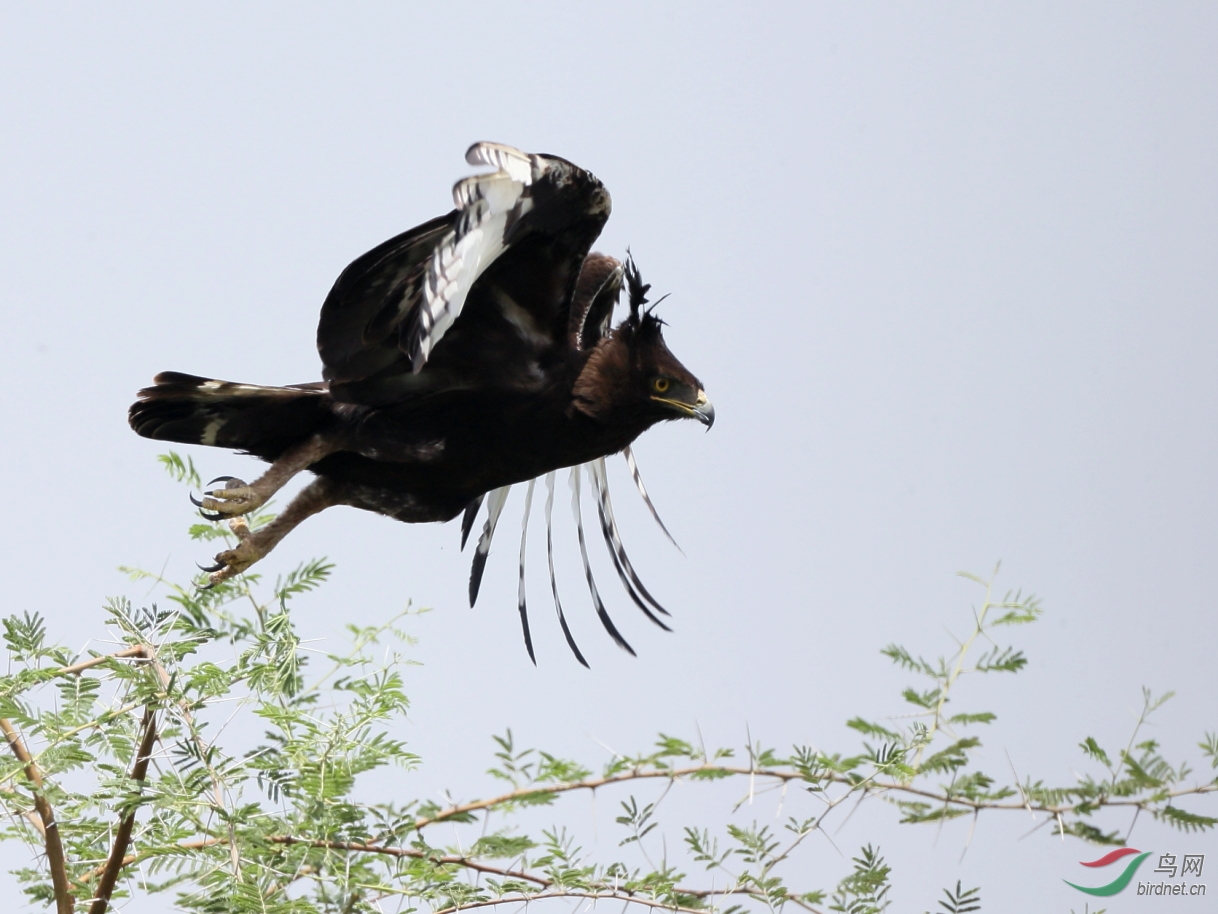 长冠鹰雕   学名:lophaetus occipitalis,英文名:long-crested