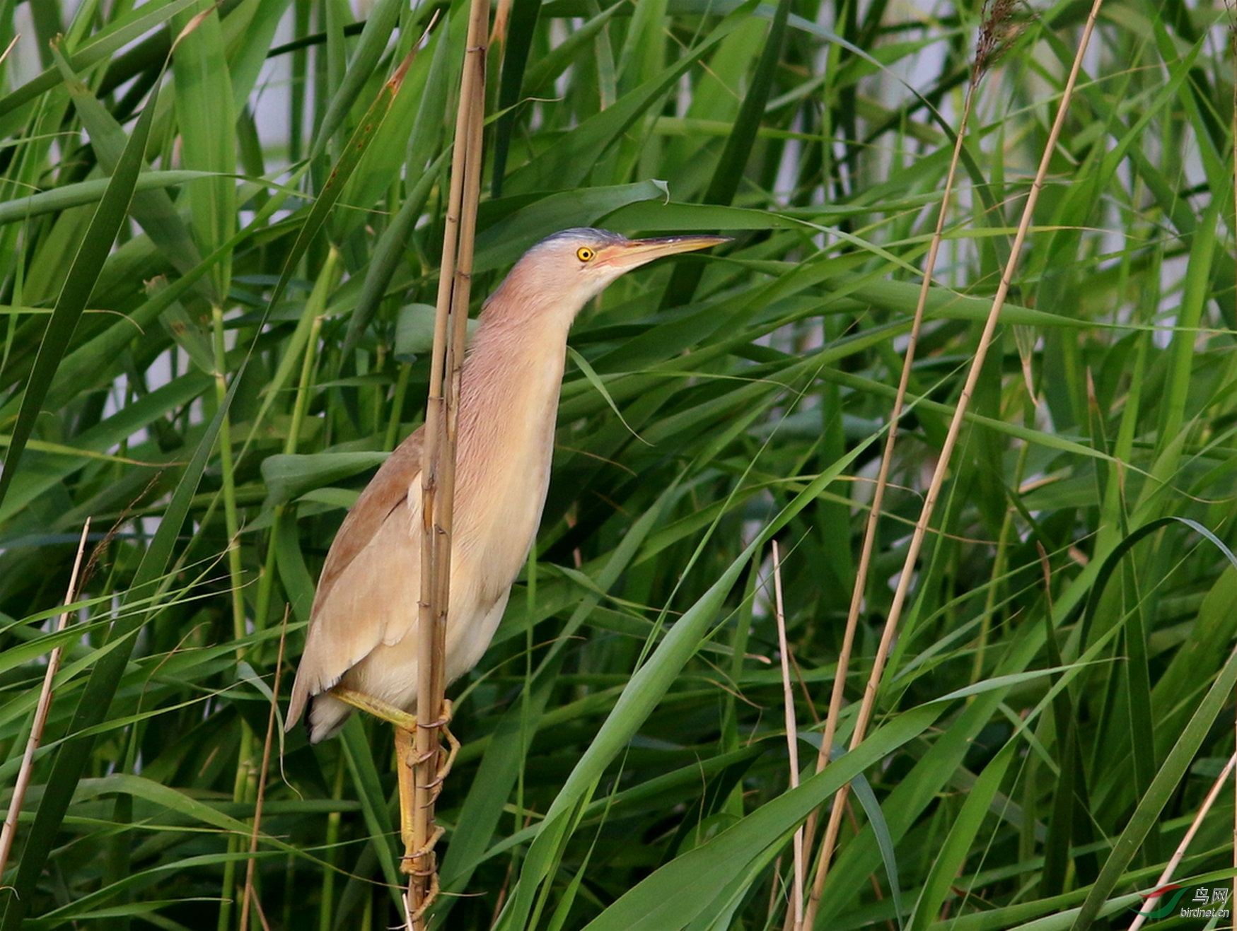 黄苇鳽