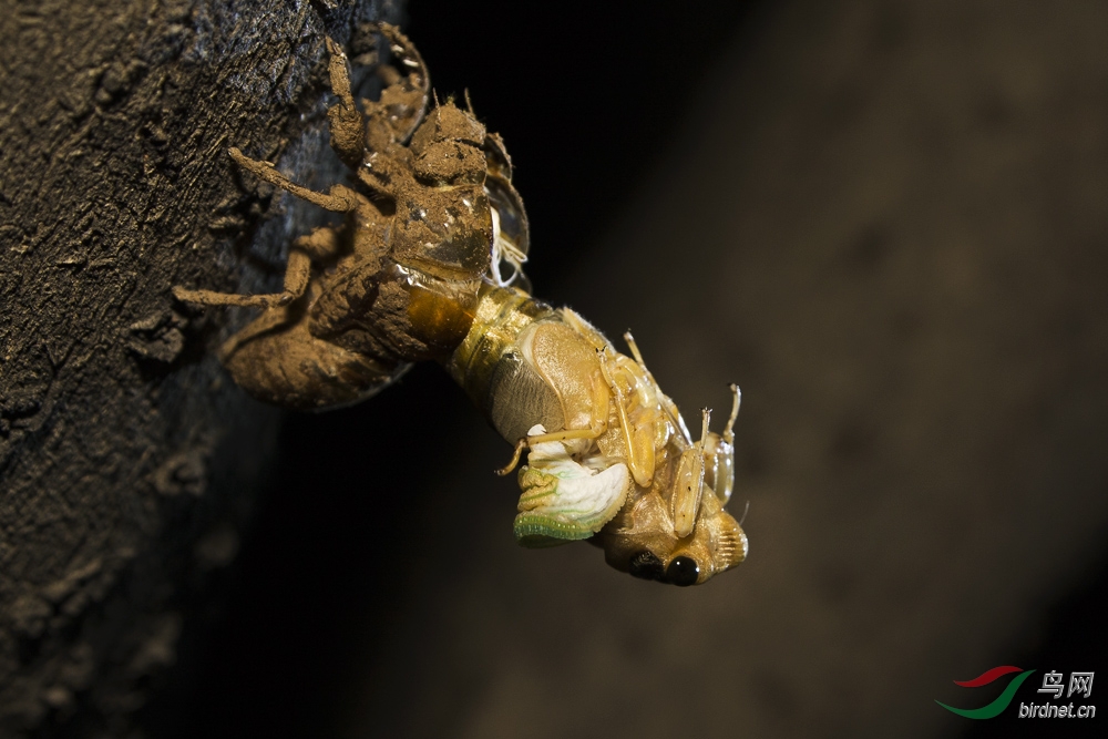 知了也是 鸟(湖北话)