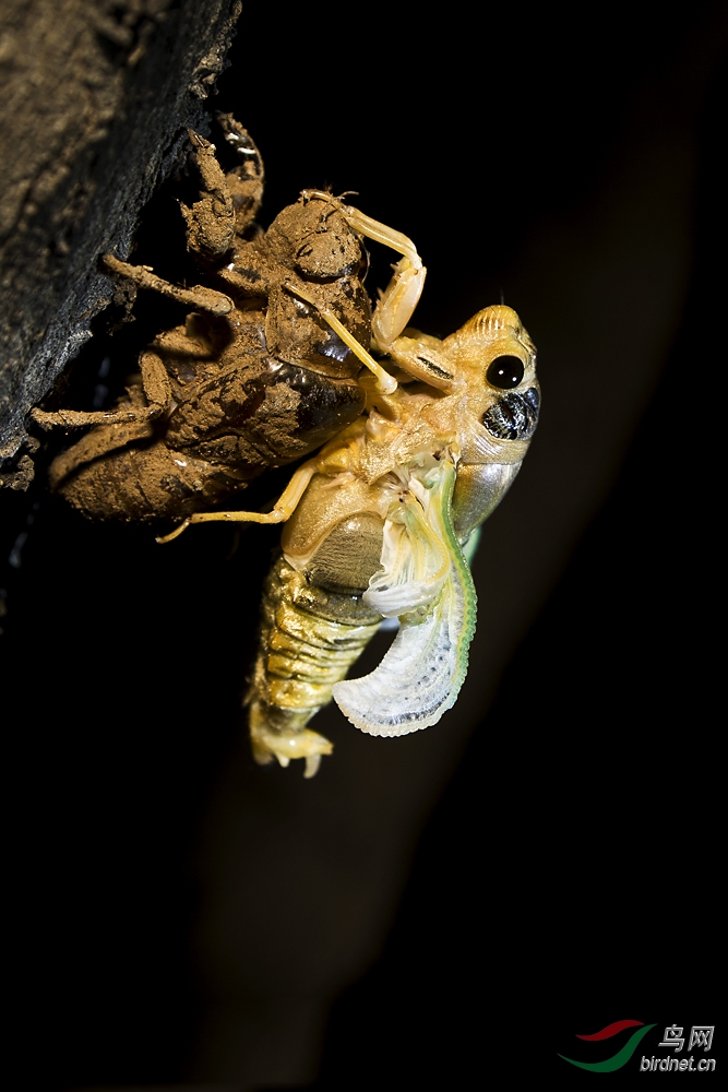 知了也是鸟(湖北话) - 湖北版 Hubei 鸟网