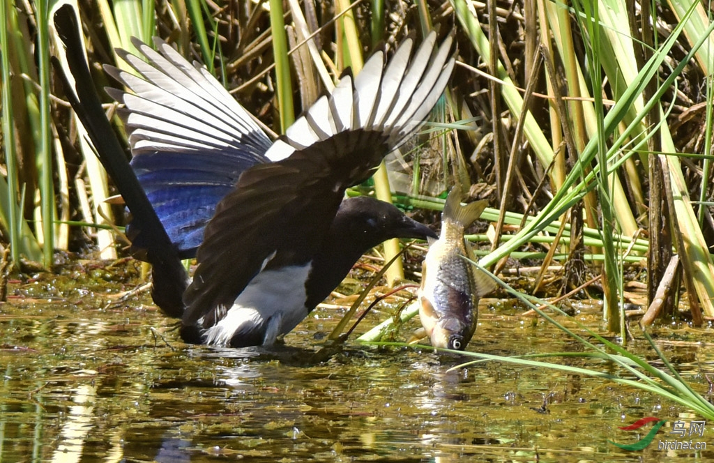 别拿豆包不当干粮 - 北京版 Beijing 鸟网