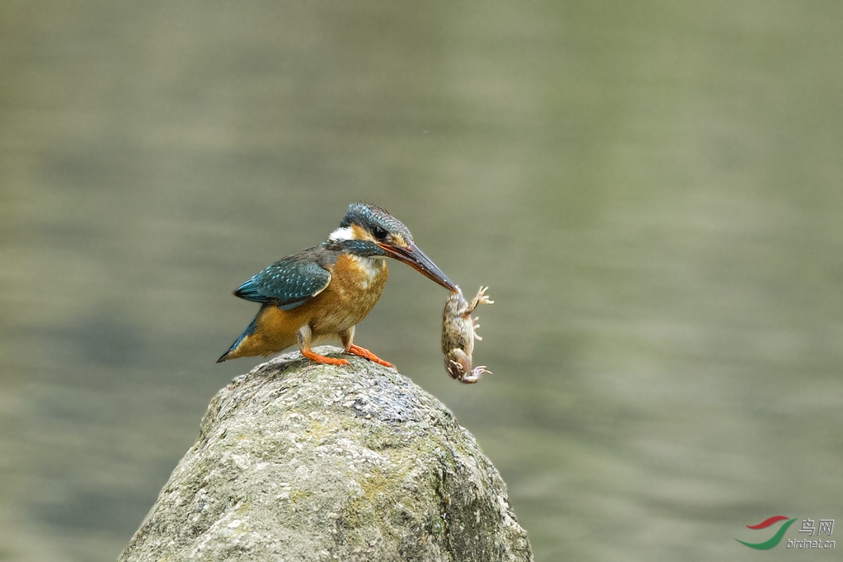 (普通翠鸟)小翠抓青蛙的故事
