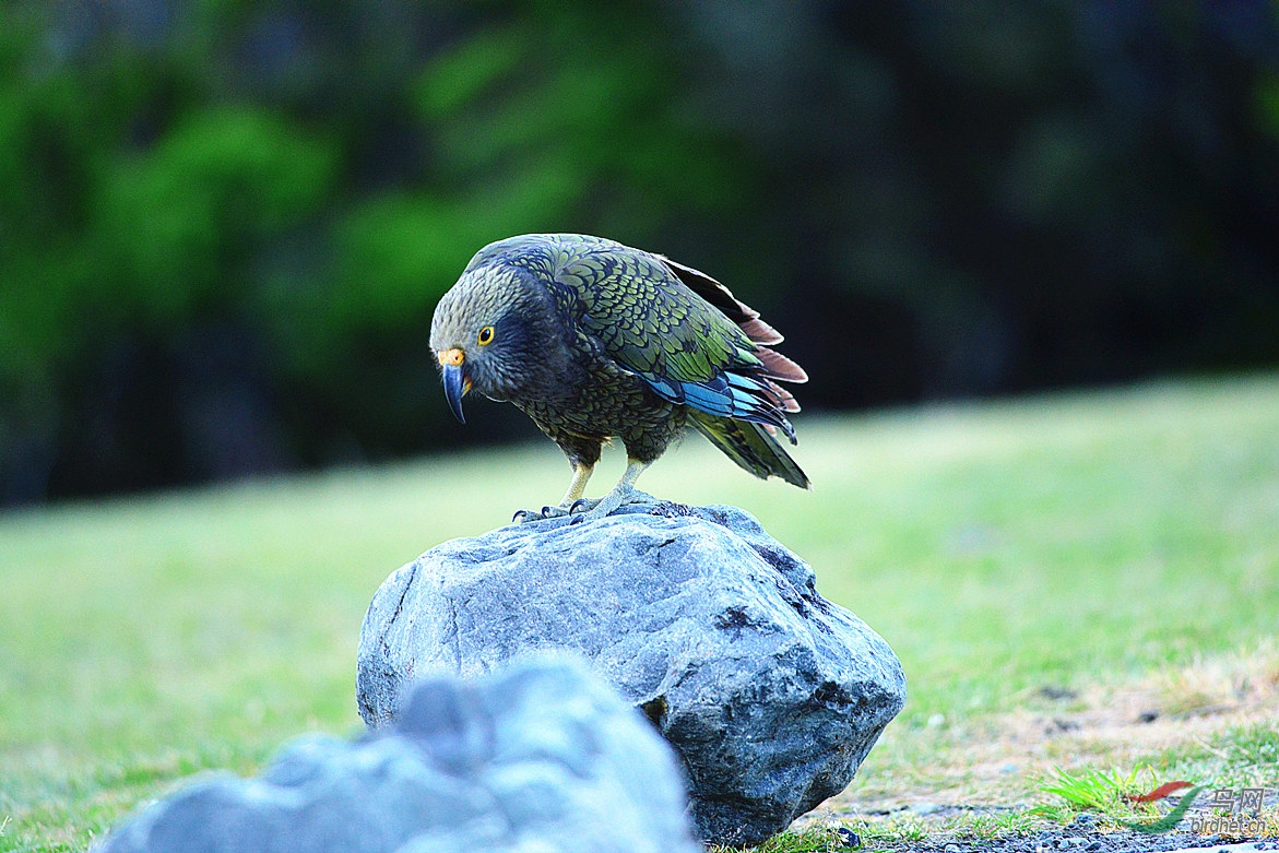 【迟发的片子啄羊鹦鹉】 - 四川版 Sichuan 鸟网