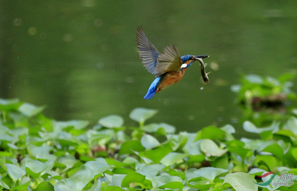 莲翠抓鱼 - 观鸟拍鸟之旅 Bird Trip Reports 鸟网