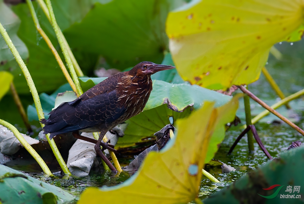 细雨中的黑鳽