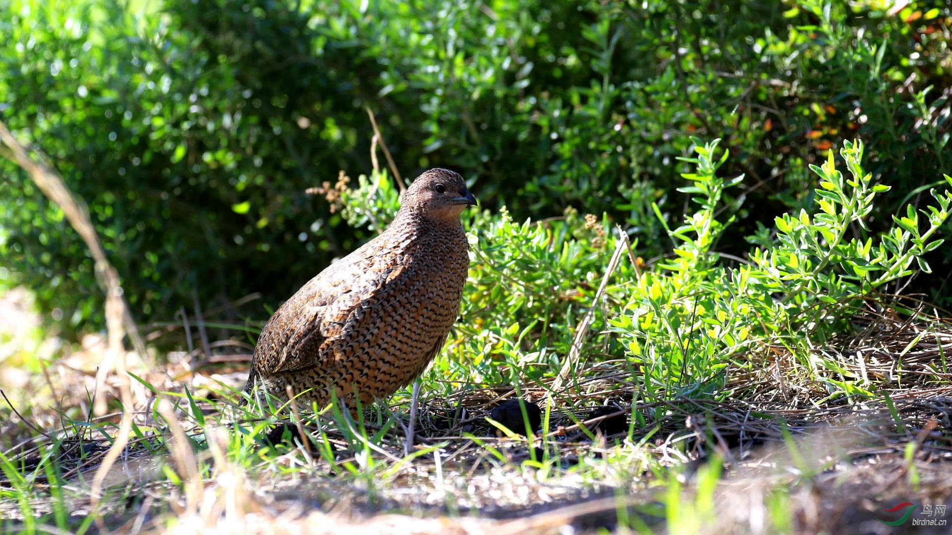 褐鹌鹑(coturnix ypsilophora)