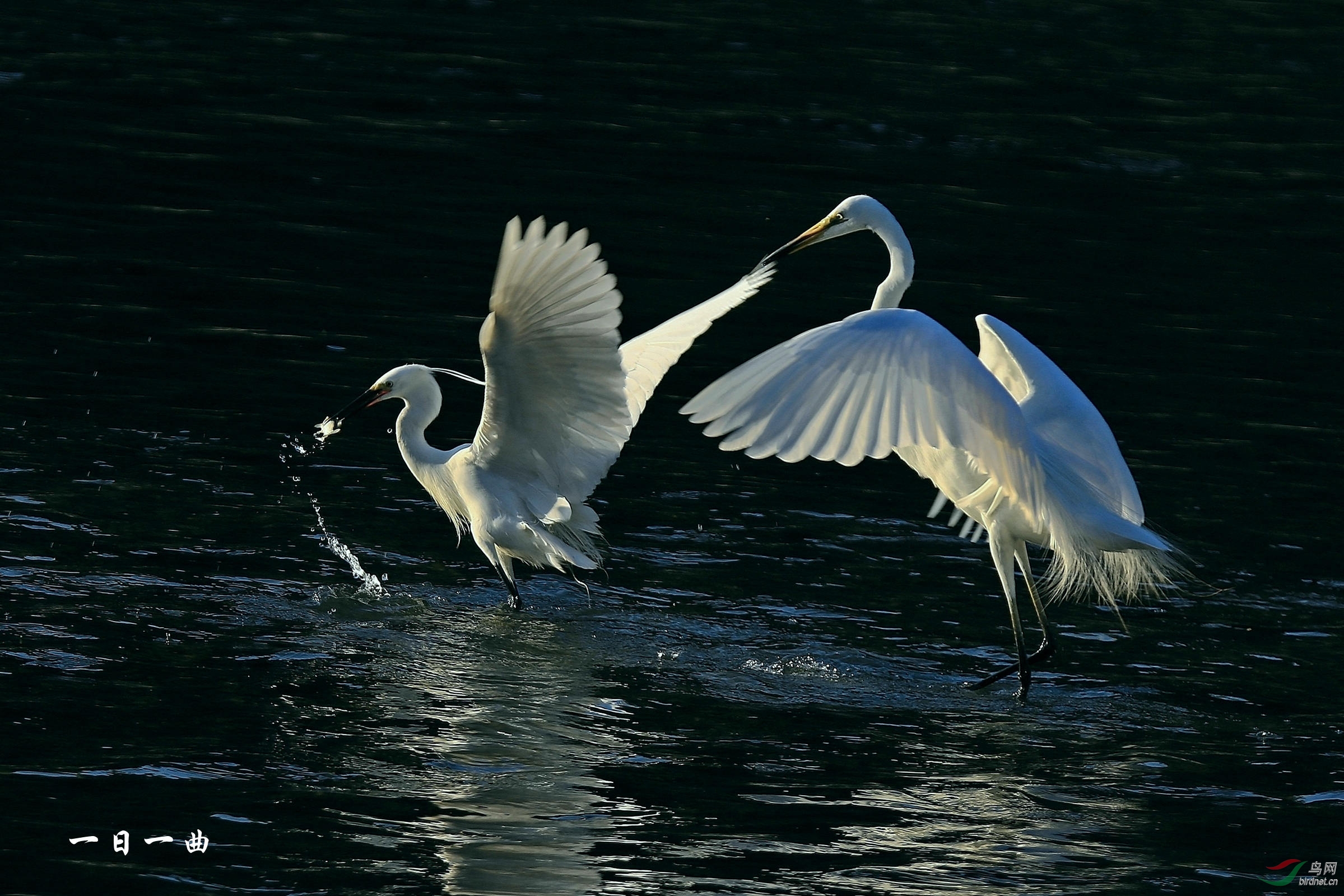 【白鹭】抓鱼一瞬间 - 观鸟拍鸟之旅 Bird Trip