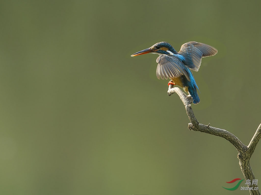 小翠鸟 - 游禽和涉禽 鸟网