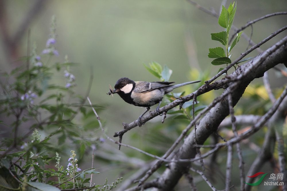 多有干扰.深表歉意.打扰 - 北京版 Beijing 鸟网