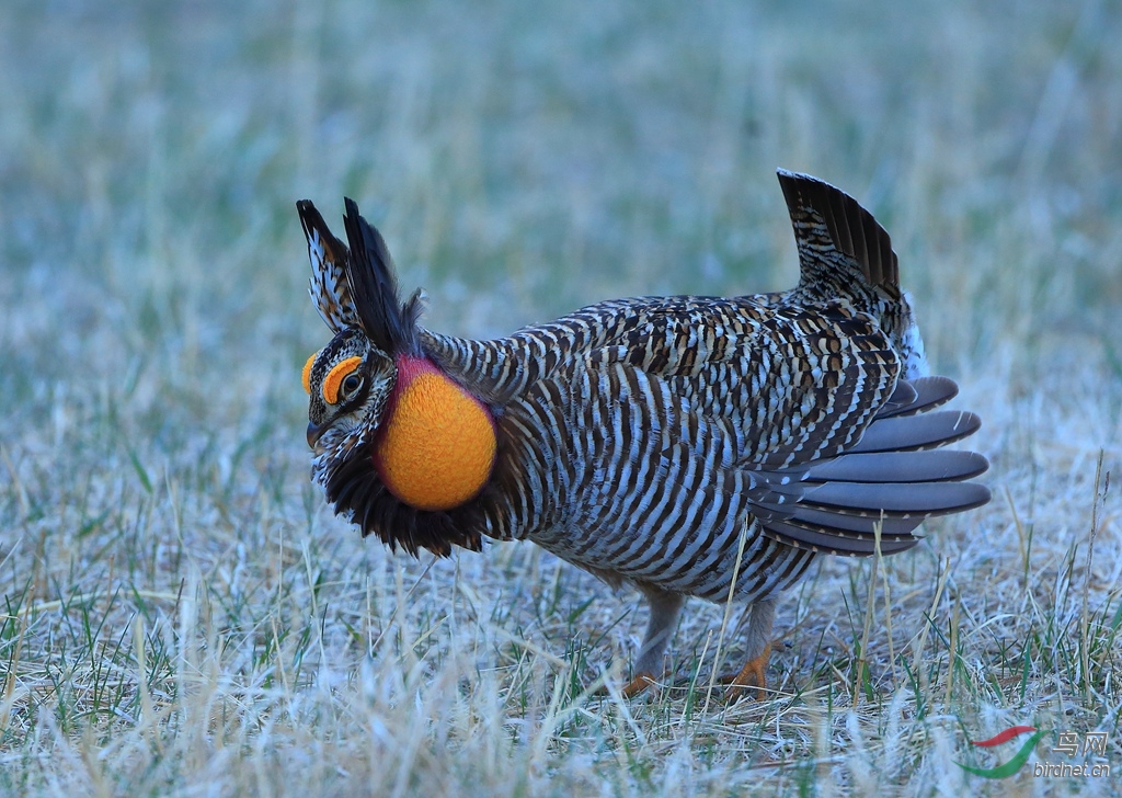 草原松鸡greater prairie-chicken5.jpg