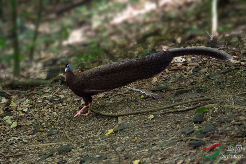 大眼斑雉的求偶舞 - 北京版 Beijing 鸟网