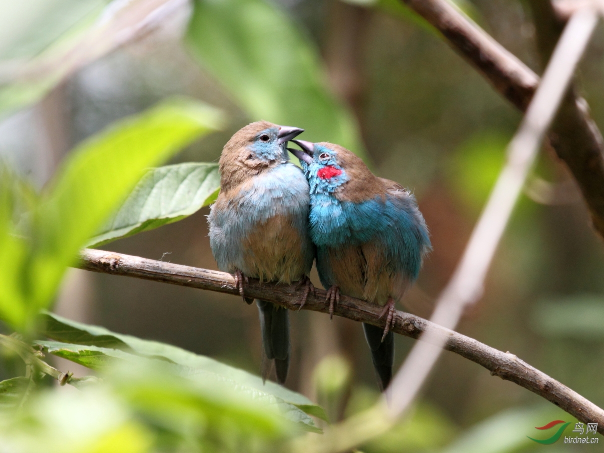 红颊蓝饰雀一对 red-cheeked cordon-bleu