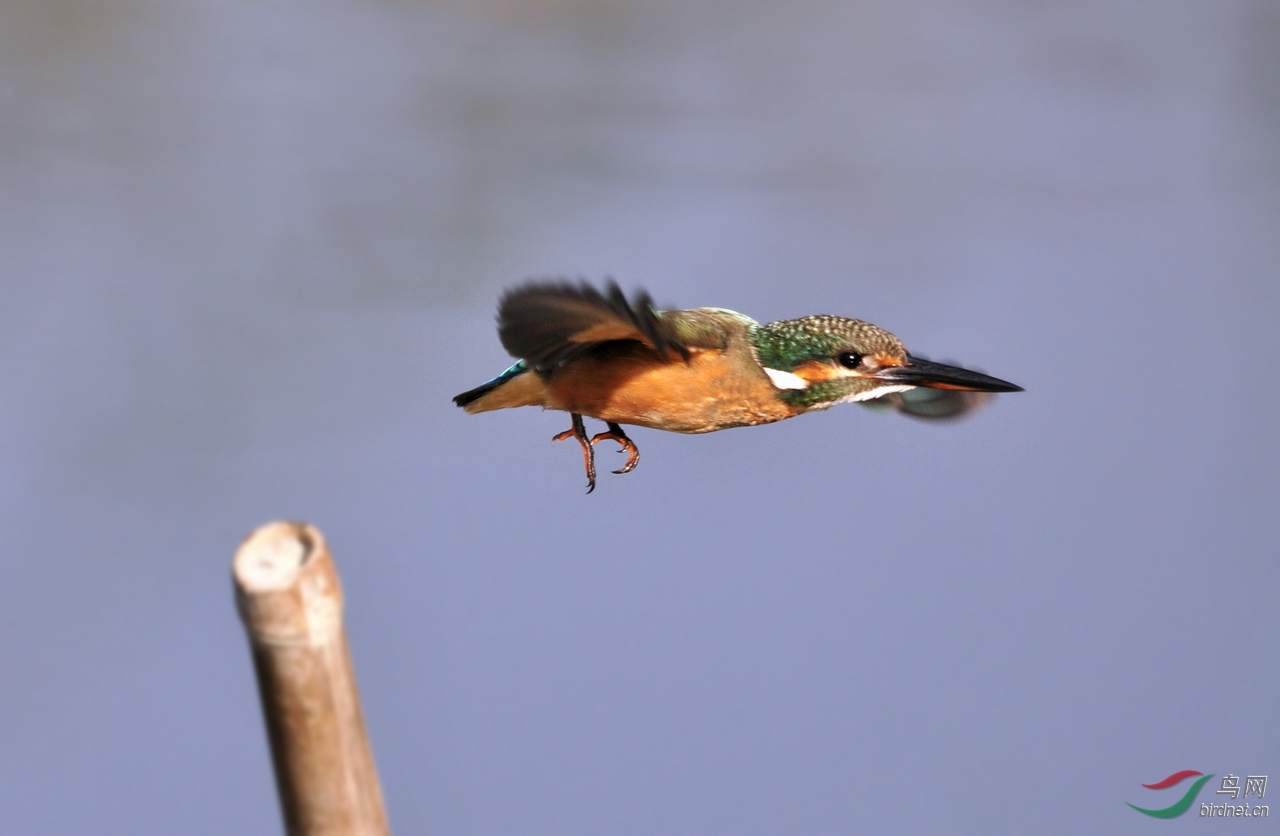 天兔行空 - 我的专辑 鸟网