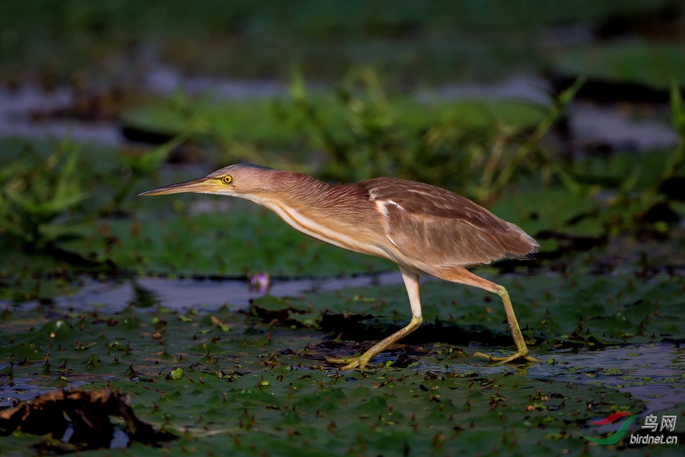 打枪的不要-黄苇鳽 - 贵州版 Guizhou 鸟网
