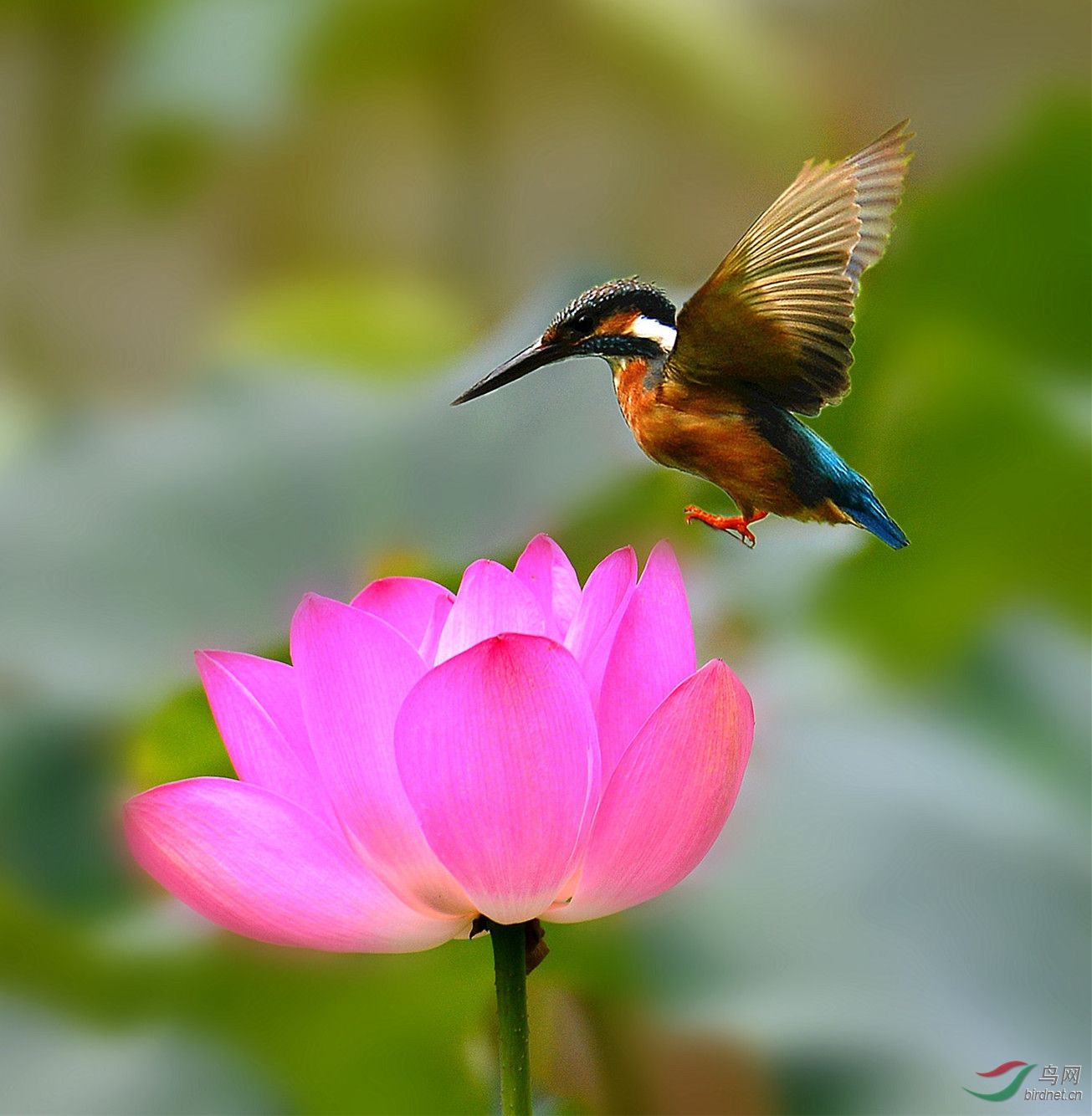 荷花与翠鸟