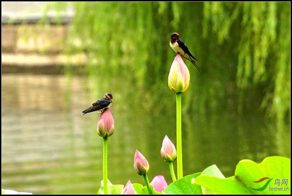 索尼a6000和18-200镜头不错 - 器材讨论与测评