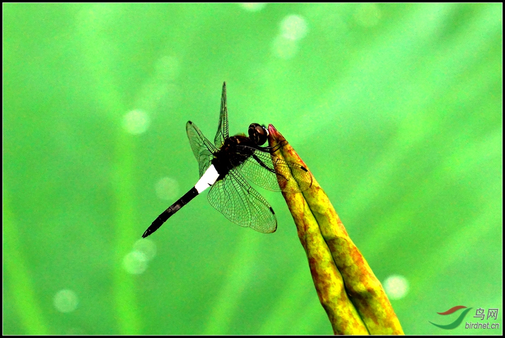 索尼a6000和18-200镜头不错 - 器材讨论与测评