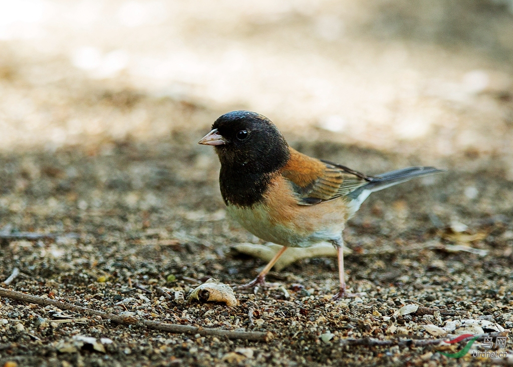 美国加州行拍鸟之五-黑眼灯芯草雀(dark-eyed junco)