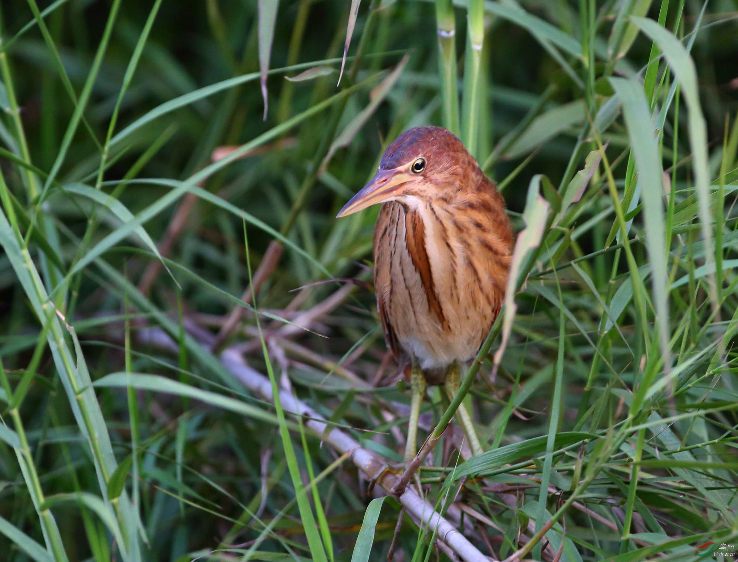 近拍栗苇鳽