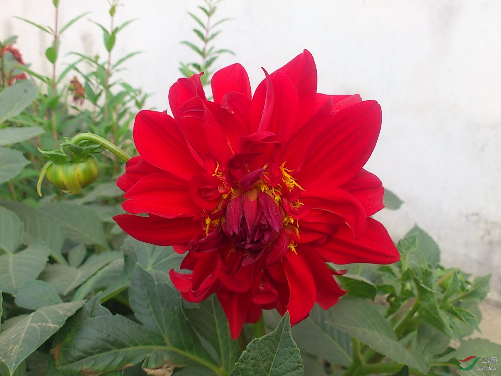 大丽花