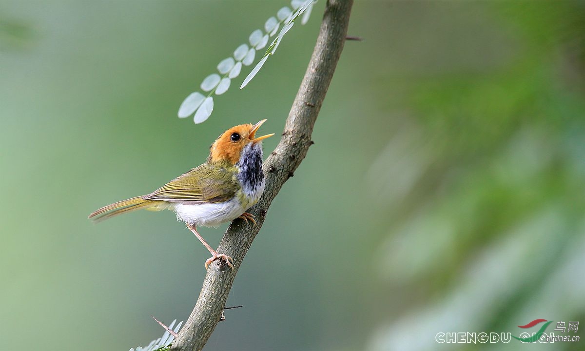 带一群小东东来澳门版逛逛 - 澳门版 Macau 鸟