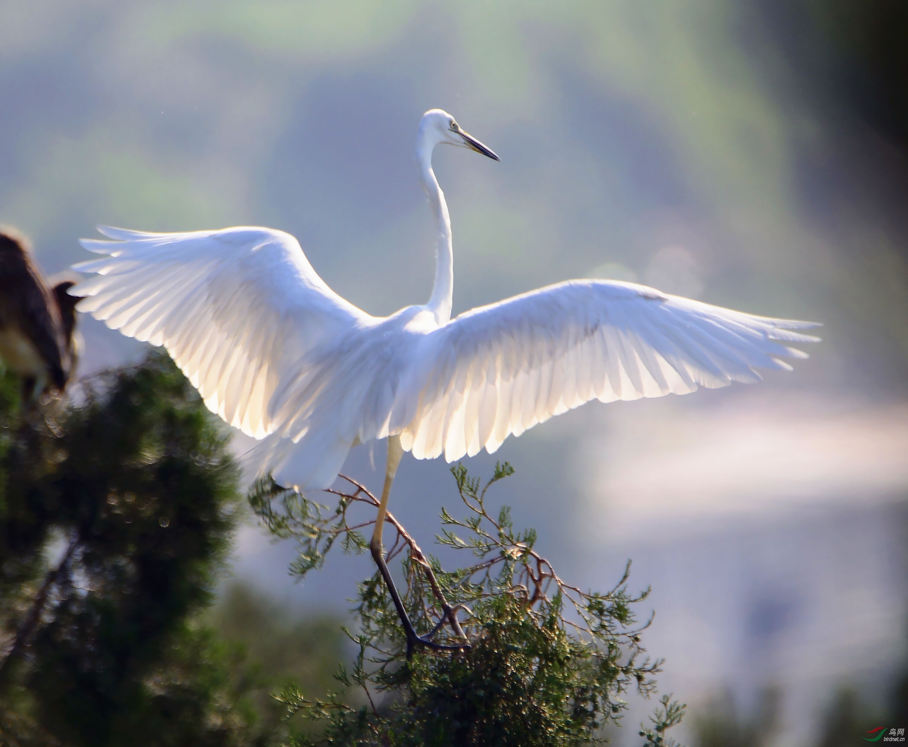 舞动的翅膀,白色的精灵 河北版 hebei 鸟网