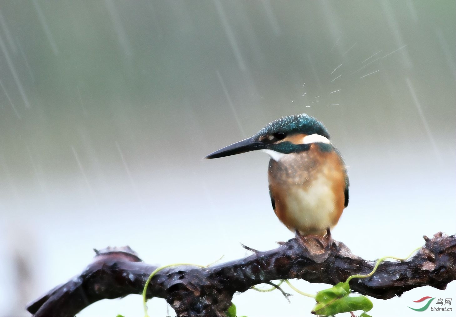 在细雨蒙蒙中沉思